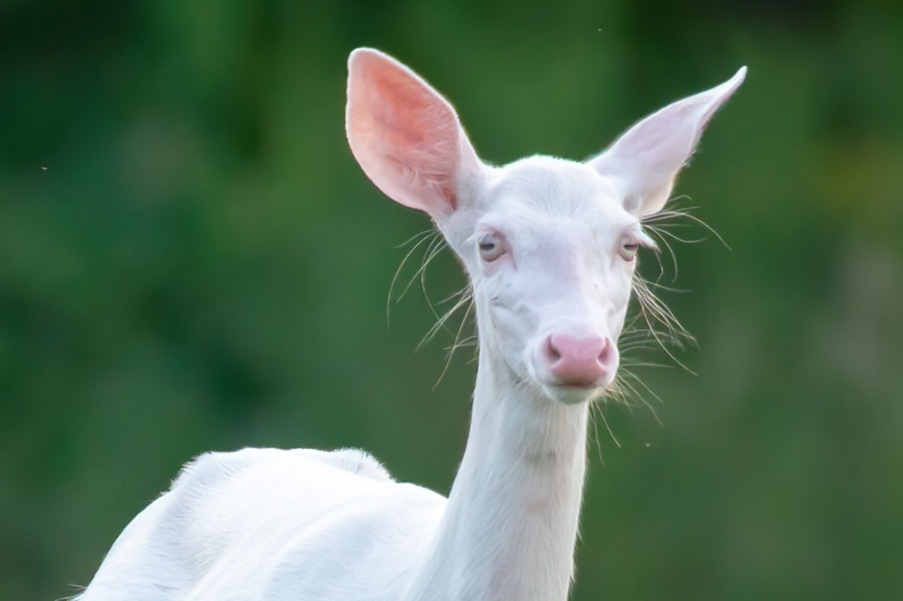 whitedeer5.jpg